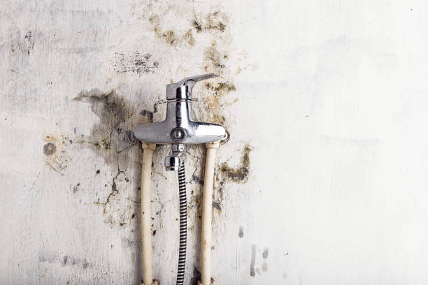 Best Mold Removal Company Near Me  in Little Rock, AR
