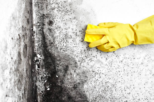 Best Mold Testing  in Little Rock, AR