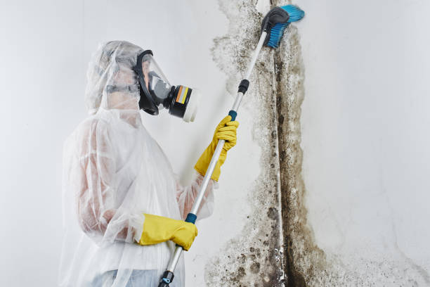 Mold Removal Process in Little Rock, AR