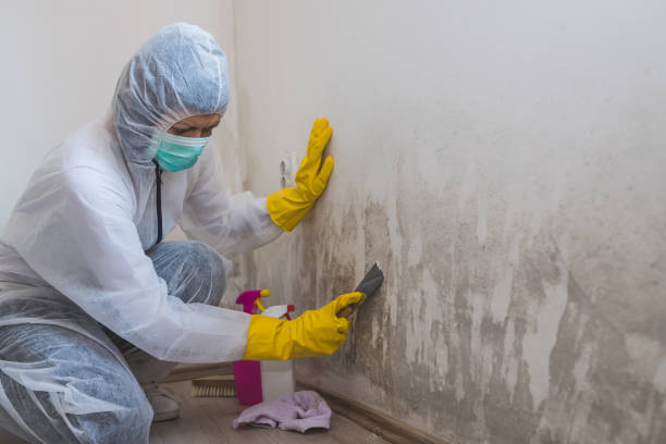 Best Affordable Mold Removal  in Little Rock, AR