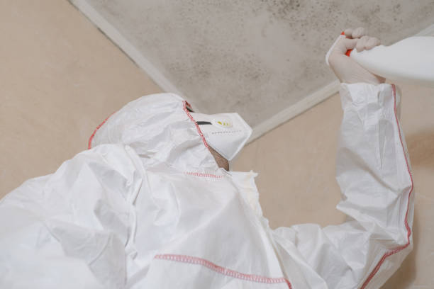 Trusted Little Rock, AR Mold Removal Experts