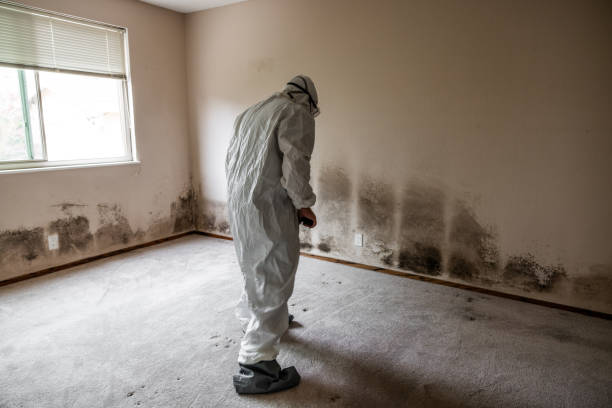 Best Mold Remediation  in Little Rock, AR