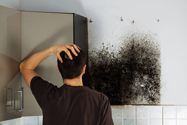 Best Mold Cleaning Services  in Little Rock, AR